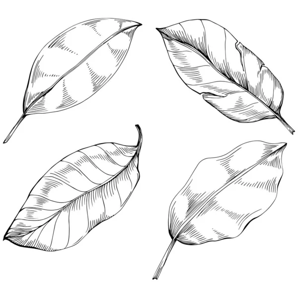 Set Vektor Vázlat Illusztráció Virágfa Levelek Fekete Fehér Clip Art — Stock Vector