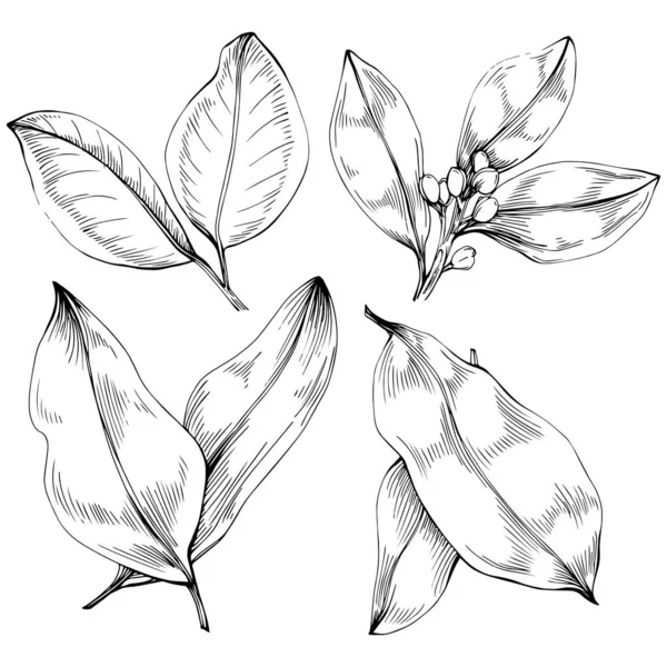花の木の葉 黒と白のクリップアートのベクトルスケッチ図を設定 — ストックベクタ