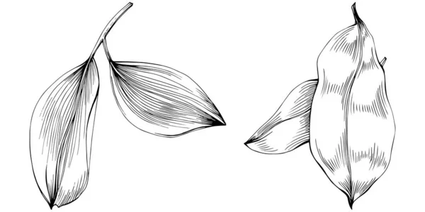 Pinza Blanco Negro Arte Gráfico Hojas Salvia — Archivo Imágenes Vectoriales