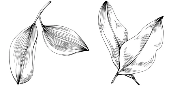 Schwarz Weiße Clip Art Grafik Aus Salbeiblättern — Stockvektor