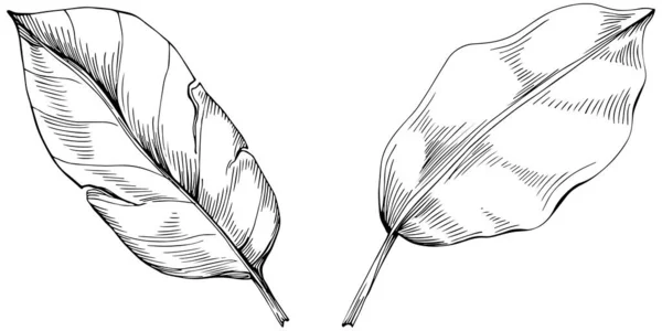 黑白剪贴画 花叶图形艺术 简单的矢量草图 — 图库矢量图片