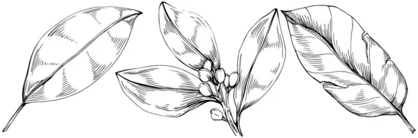 花树叶子 黑白剪贴画的一组矢量草图 — 图库矢量图片