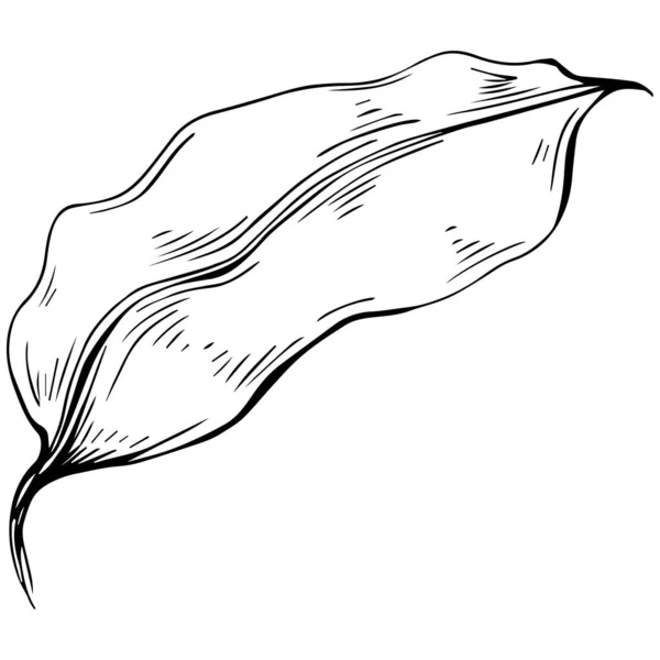 Απλό Σκίτσο Ασπρόμαυρο Κλιπ Τέχνης Γραφική Τέχνη Του Floral Leaf — Διανυσματικό Αρχείο