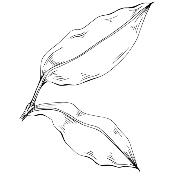 Preto Branco Clip Art Ilustração Vetorial Folhas Florais — Vetor de Stock