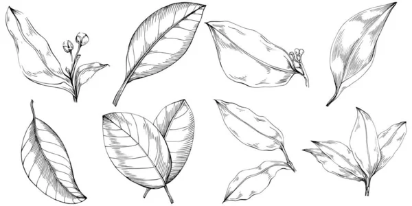 Conjunto Folhas Árvores Florais Preto Branco Clip Art Ilustração Vetorial —  Vetores de Stock