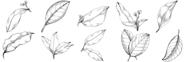 Set Von Blühenden Baumblättern Schwarz Weiß Clip Art Vektorillustration — Stockvektor