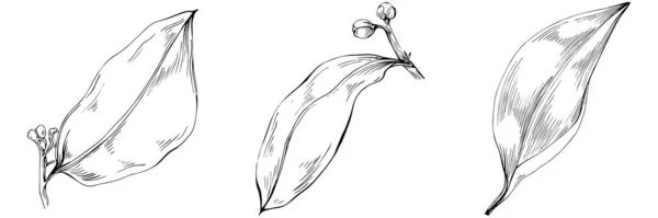 Σετ Από Φύλλα Δέντρου Λουλουδιών Ασπρόμαυρο Κλιπ Τέχνης Διανυσματική Απεικόνιση — Διανυσματικό Αρχείο