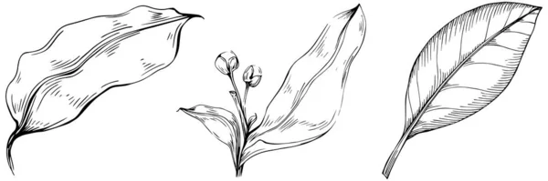 Set Von Blühenden Baumblättern Schwarz Weiß Clip Art Vektorillustration — Stockvektor