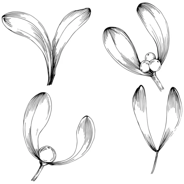 Desenho Simples Esboço Preto Branco Clip Arte Folhas Florais Frutas — Vetor de Stock