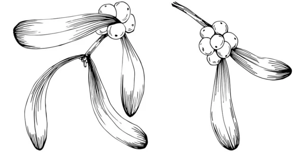 Boceto Dibujo Simple Arte Clip Blanco Negro Hojas Florales Frutas — Vector de stock