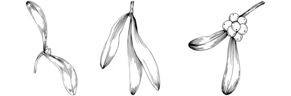 Einfache Zeichnungsskizze Schwarzweiß Clip Art Blütenblätter Und Früchte Beeren Von — Stockvektor