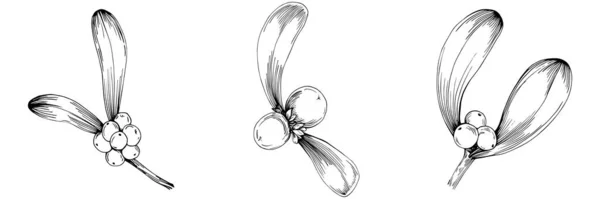 Einfache Zeichnungsskizze Schwarzweiß Clip Art Blütenblätter Und Früchte Beeren Von — Stockvektor