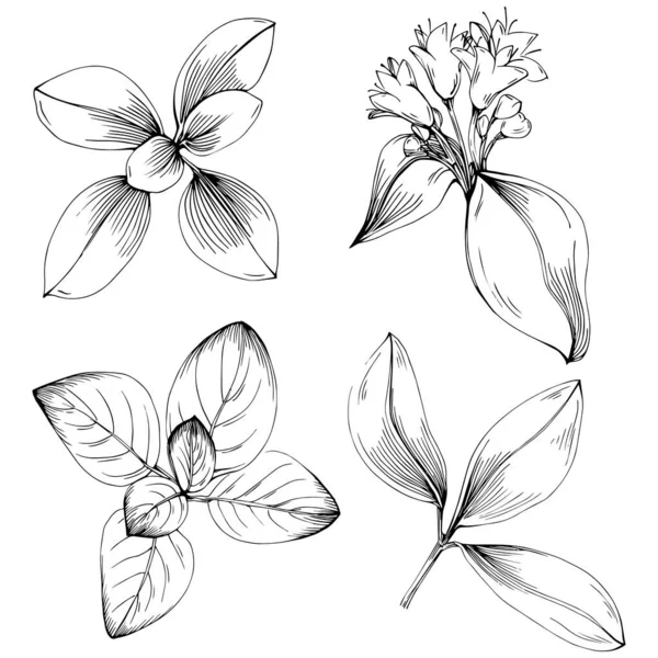 Oregano vektörü bitkiyi izole etti 