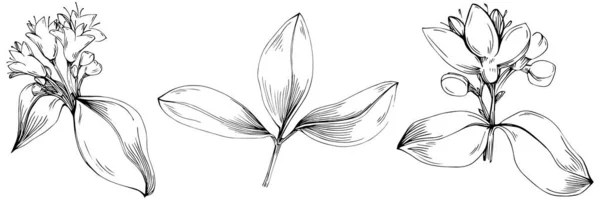 Oreganský Vektor Izolované Rostliny Listy Bylinný Rytý Styl Ilustrace Detailní — Stockový vektor
