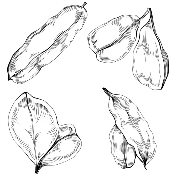 화이트 그래픽 Carob Sketch Leaf Vector Illustration — 스톡 벡터