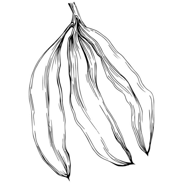 Carob Silueta Bosque Hojas Aisladas Clip Blanco Negro Aislado — Vector de stock