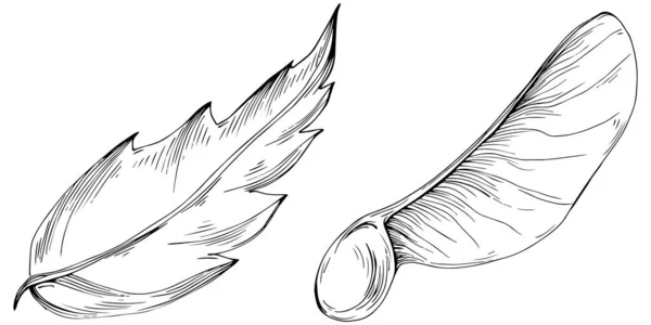 Ilustracja Rysunku Acer Negundo Maple Natura Grawerowane Styl Ilustracji Szczegółowe — Wektor stockowy