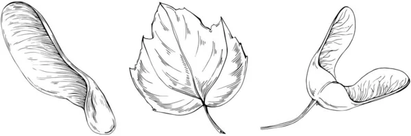 Acer Negundo Croquis Dessin Illustration Illustration Style Gravé Nature Érable — Image vectorielle