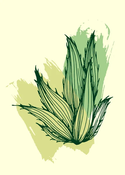 Botanical Wall Art Vector Cactus Plantas Suculentas Florales Dibujo Arte — Vector de stock