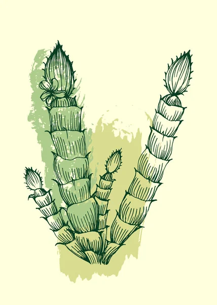 Cactus vetor botânico cactos verde cactáceo suculento planta botânica  ilustração floral realista conjunto de desenhos animados flores exóticas  isolados sobre fundo transparente imagem vetorial de luplupme.gmail.com©  221535294