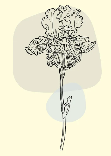 Irises Βοτανικό Διάνυσμα Τέχνης Τοίχου Sketch Boho Φύλλωμα Γραμμή Σχέδιο — Διανυσματικό Αρχείο
