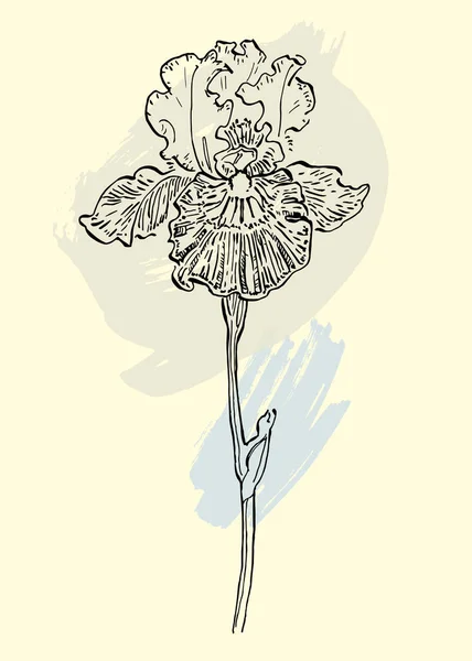 Irises Botânica Parede Arte Vetor Desenho Arte Linha Folhagem Boho — Vetor de Stock