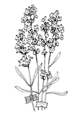 Moda renklerinde çağdaş sanat lavantası çiçek posterleri. Soyut el çiçekleri, geometrik elementleri ve vuruşları, yaprakları ve çiçekleri çizer. 