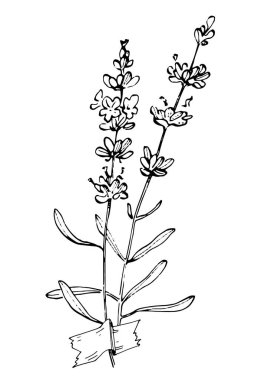 Moda renklerinde çağdaş sanat lavantası çiçek posterleri. Soyut el çiçekleri, geometrik elementleri ve vuruşları, yaprakları ve çiçekleri çizer. 