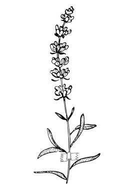 Moda renklerinde çağdaş sanat lavantası çiçek posterleri. Soyut el çiçekleri, geometrik elementleri ve vuruşları, yaprakları ve çiçekleri çizer. 