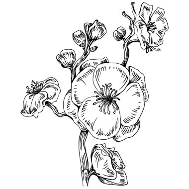 Sakura çiçeği. Çiçekli botanik çiçeği. İzole illüstrasyon elementi. Arkaplan, doku, ambalaj deseni, çerçeve veya kenar çizimi için vektör el.