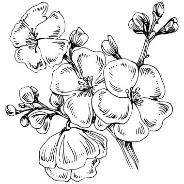 Sakura çiçeği. Çiçekli botanik çiçeği. İzole illüstrasyon elementi. Arkaplan, doku, ambalaj deseni, çerçeve veya kenar çizimi için vektör el.