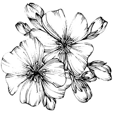 Sakura çiçeği. Çiçekli botanik çiçeği. İzole illüstrasyon elementi. Arkaplan, doku, ambalaj deseni, çerçeve veya kenar çizimi için vektör el.