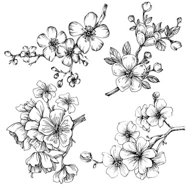 Sakura çiçeği. Çiçekli botanik çiçeği. İzole illüstrasyon elementi. Arkaplan, doku, ambalaj deseni, çerçeve veya kenar çizimi için vektör el.