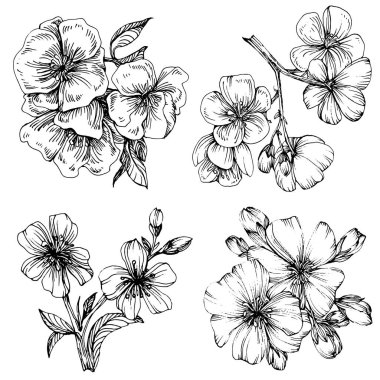 Sakura çiçeği. Çiçekli botanik çiçeği. İzole illüstrasyon elementi. Arkaplan, doku, ambalaj deseni, çerçeve veya kenar çizimi için vektör el.