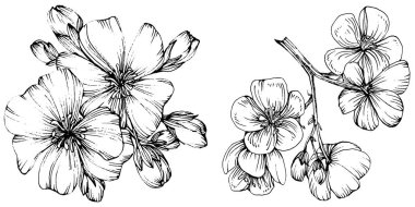 Sakura çiçeği. Çiçekli botanik çiçeği. İzole illüstrasyon elementi. Arkaplan, doku, ambalaj deseni, çerçeve veya kenar çizimi için vektör el.