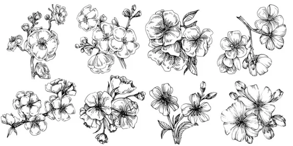 Fleur Sakura Fleur Botanique Florale Élément Illustration Isolé Dessin Vectoriel — Image vectorielle