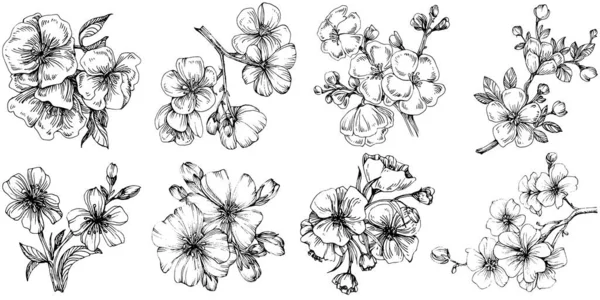 Цветок Сакуры Цветочный Ботанический Цветок Изолированный Элемент Иллюстрации Векторный Ручной — стоковый вектор