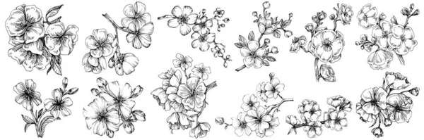 Flor Sakura Flor Botánica Floral Elemento Ilustración Aislado Dibujo Mano — Vector de stock