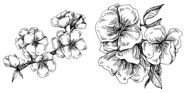 Λουλούδι Sakura Φυτικό Βοτανικό Λουλούδι Μεμονωμένο Στοιχείο Απεικόνισης Διάνυσμα Χέρι — Διανυσματικό Αρχείο