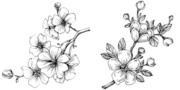 Sakura Virág Virágos Botanikus Virág Elszigetelt Illusztrációs Elem Vektor Kézi — Stock Vector