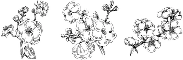 Sakura Blume Florale Botanische Blume Isoliertes Illustrationselement Vektor Handzeichnung Wildflower — Stockvektor