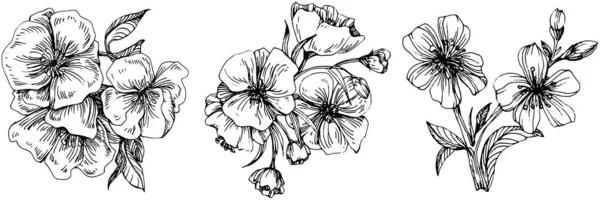 Sakura çiçeği. Çiçekli botanik çiçeği. İzole illüstrasyon elementi. Arkaplan, doku, ambalaj deseni, çerçeve veya kenar çizimi için vektör el.