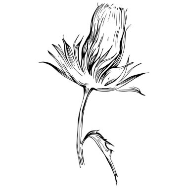 Thistle flower by hand drawing. Black and white clip art isolated.