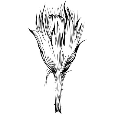 Thistle flower by hand drawing. Black and white clip art isolated.