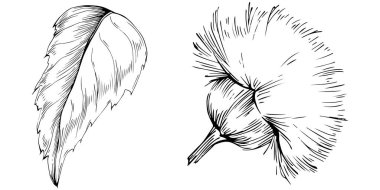 Thistle flower by hand drawing. Black and white clip art isolated.