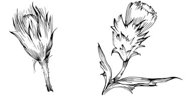 Thistle flower by hand drawing. Black and white clip art isolated.