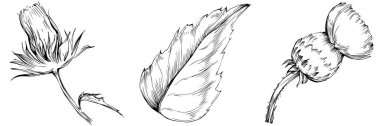 Thistle flower by hand drawing. Black and white clip art isolated.