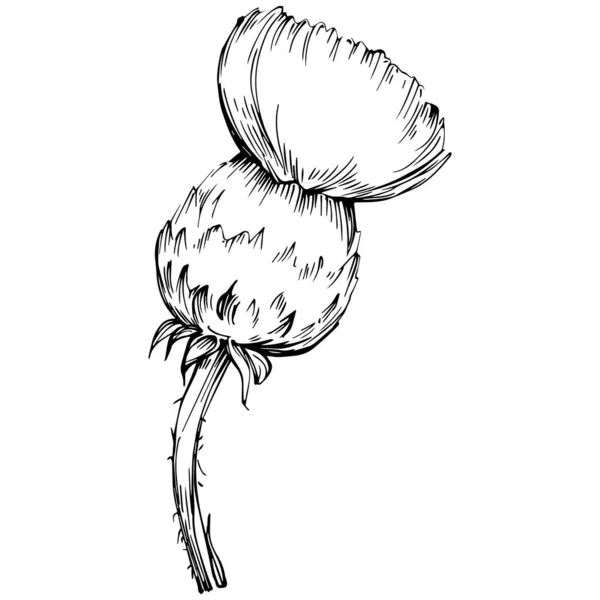 Thistle Flower Hand Drawing Black White Clip Art Isolated — Stok Vektör