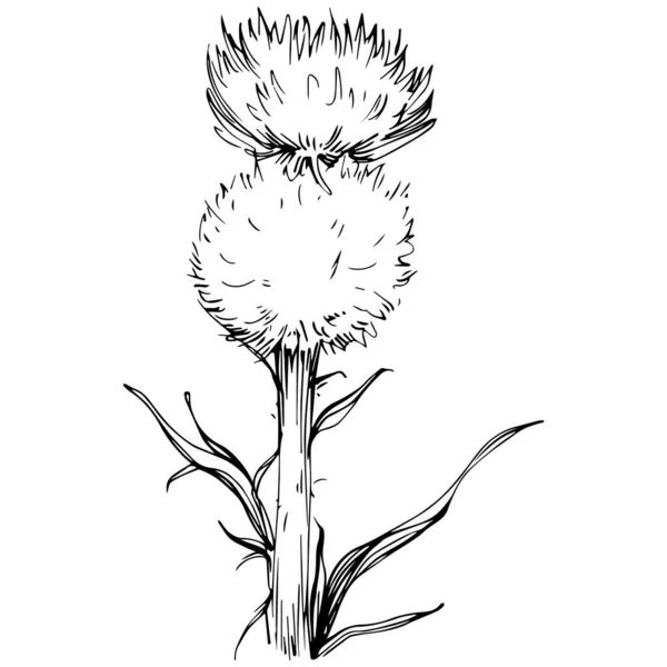 手描きで細い花を咲かせます 白と黒のクリップアート分離 — ストックベクタ