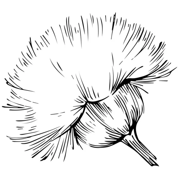 Thistle Flower Hand Drawing Black White Clip Art Isolated - Stok Vektor